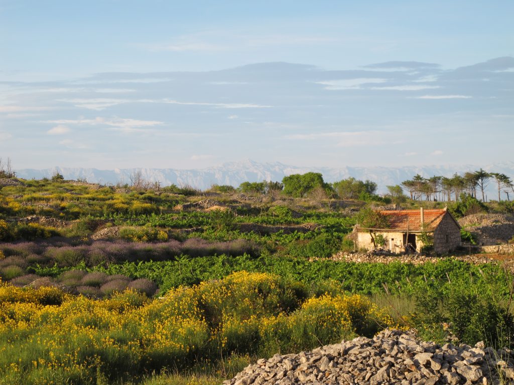 Fields of Hvar's interior
