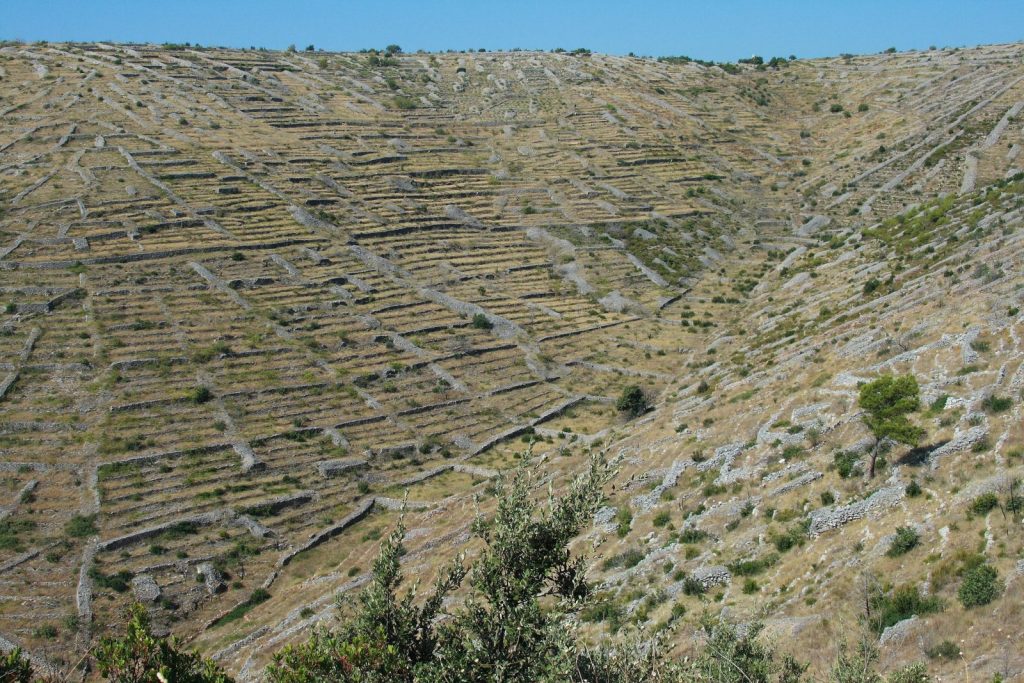 Terraced fields of Hvar